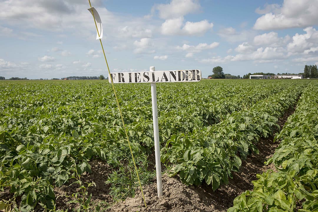 Foto: Peter Roek