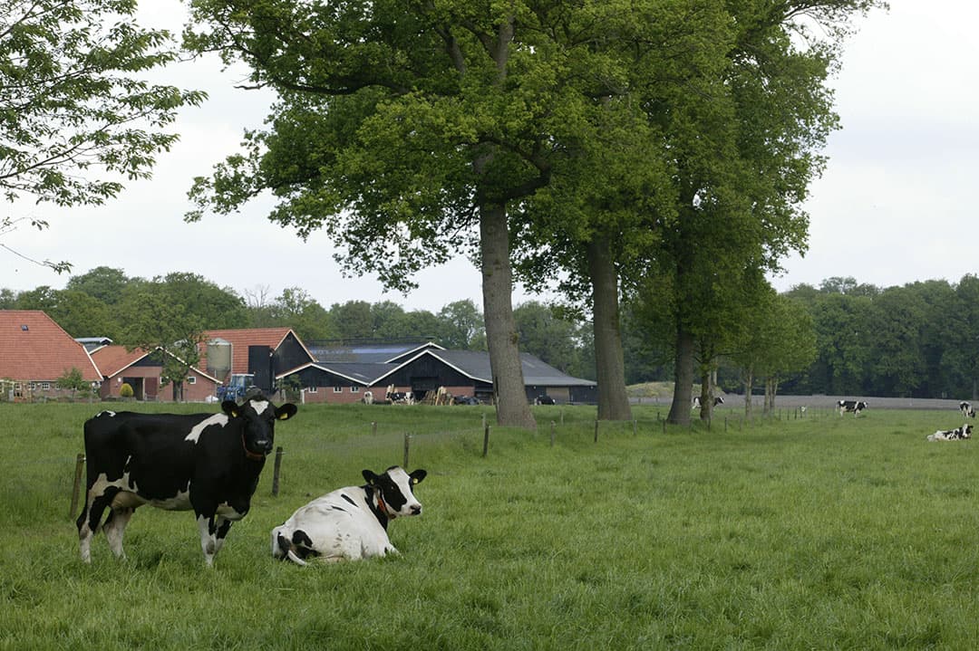 Foto: Henk Riswick