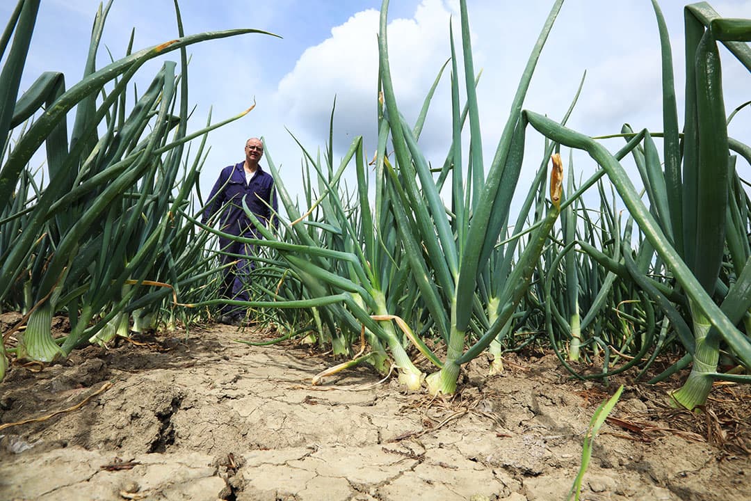 Jack Jacobs loopt door zijn winterplantuien. Deze primeurs zijn een primeur voor hem. De goed gestemde uienmarkt maakt de vroege teelt extra aantrekkelijk. - Foto: Henk Riswick