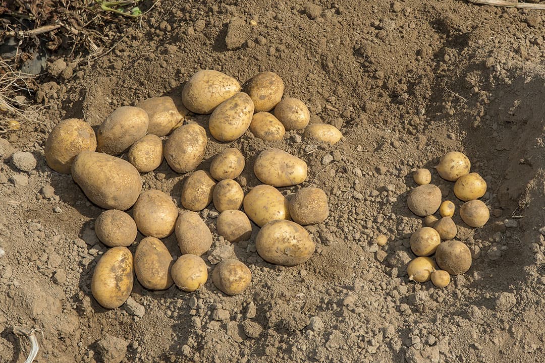 Foto: Peter Roek