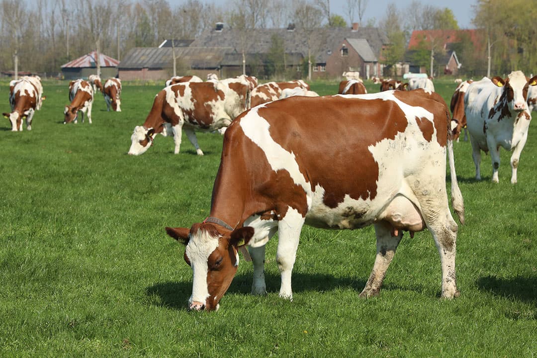 Foto: Henk Riswick