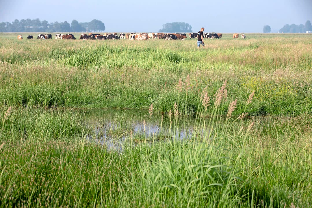 Foto: Anne van der Woude