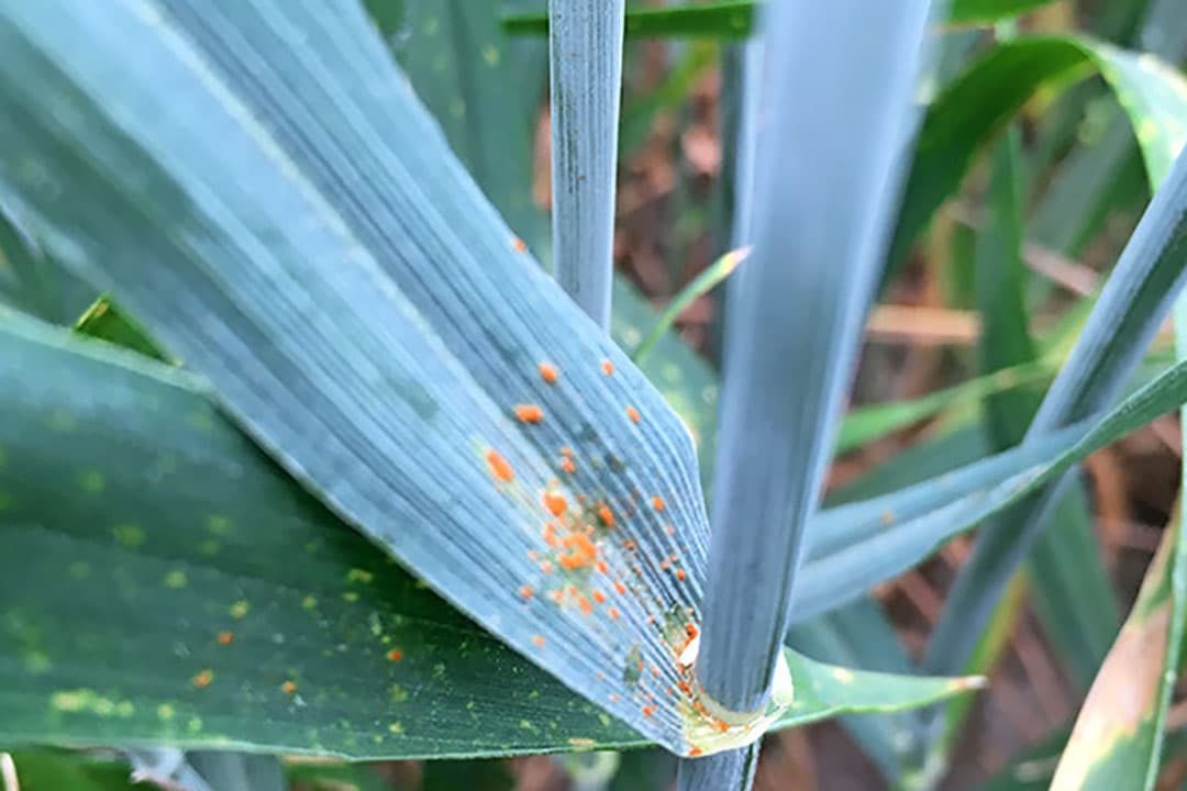Foto: Bayer CropScience