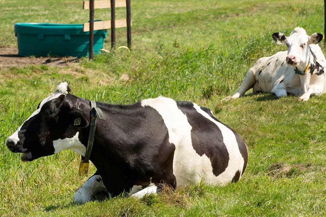 Foto: Koos Groenewold