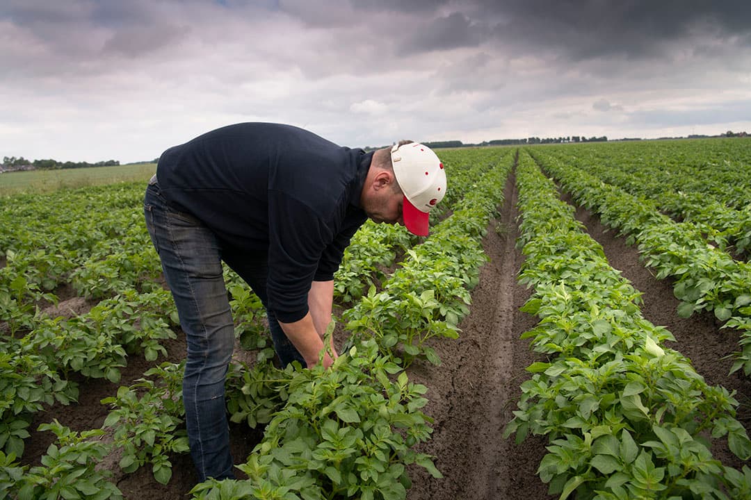 De Red Tide rode zaaiuien van Boate Terpstra staan er mooi egaal op, voldoende planten en geen tweewassigheid. Een goede start van het groeiseizoen. De gele zaaiuien op een ander perceel liepen wat achterstand op door korstvorming. Deze ontstond doordat kort na het zaaien onverwacht veel regen viel. Terpstra heeft deze moeten beregenen om ze goed boven te krijgen. Daardoor zijn er wat planten weggevallen en is de ontwikkeling wat gestagneerd. Met het warme weer en voldoende vocht trekken deze uien vrij snel bij.