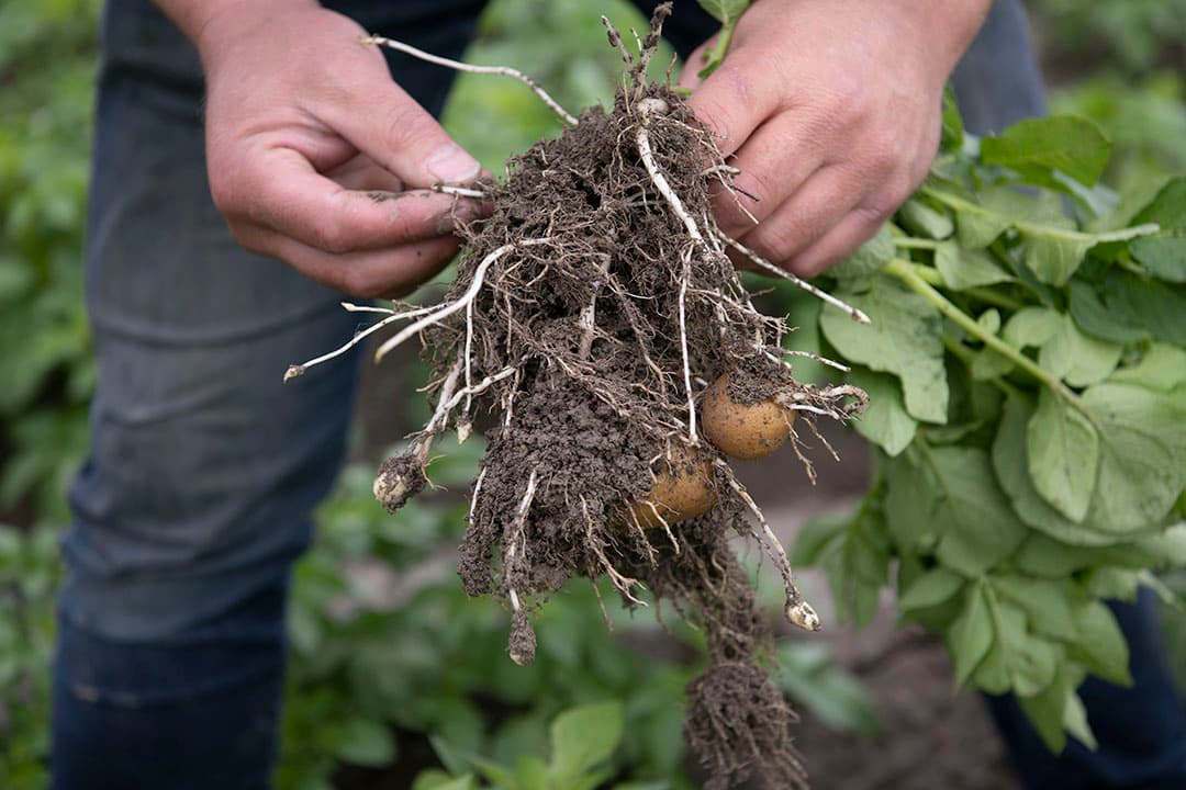Over de stand van zijn plantuien is Boate Terpstra tevreden. Een referentie heeft hij nog niet, omdat dit het eerste jaar is dat hij plantuien teelt. In februari zijn de Griffioen-plantuien onder goede omstandigheden geplant. De onkruidbestrijding is goed geslaagd, het laatste onkruid wordt er met de hak nog uitgehaald. Een ziektebestrijding is nog niet nodig geweest. De grootste planten hebben al mooie uien gevormd. Terpstra denkt in juli te oogsten. De uien verwerkt en verpakt hij op eigen bedrijf. Voor de afzet heeft hij zijn eigen verkoopkanalen.