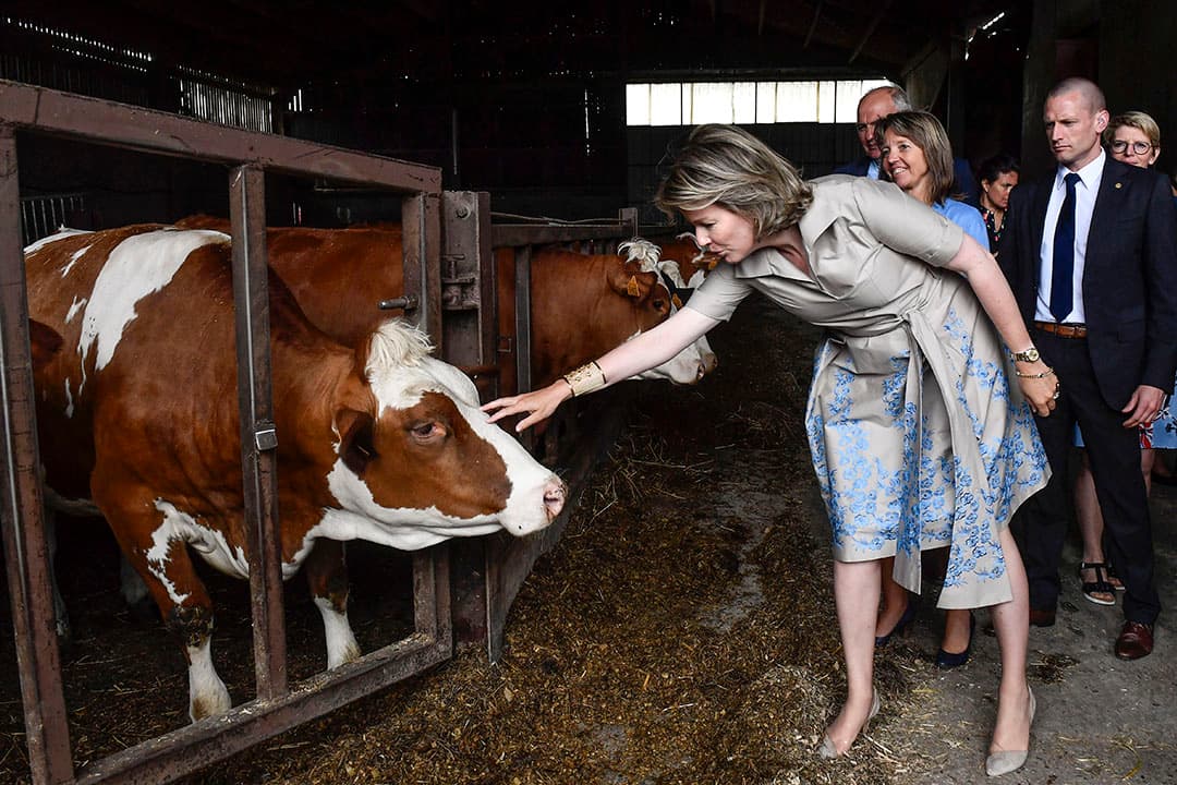 In Srinagar bewerkt een boer met behulp van ossen zijn veld om het geschikt te maken voor de teelt van rijst - foto: AFP.