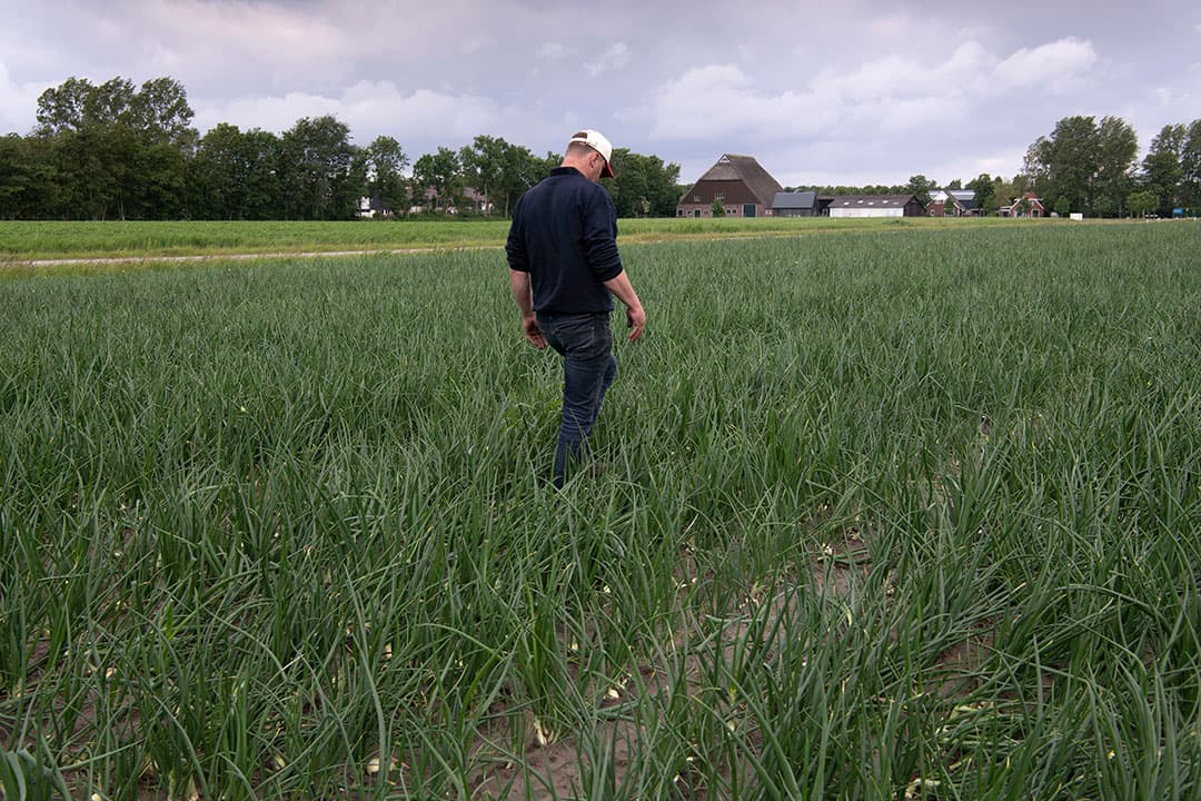 Tussen de rijen is al een keer gefreesd en na het schoffelen lopen ze nog een keer met de hak door de percelen. De vorige 2 weken viel er 30 tot 40 millimeter water, net aan genoeg volgens Maathuis.  We hebben nu weer een kleine buffer.