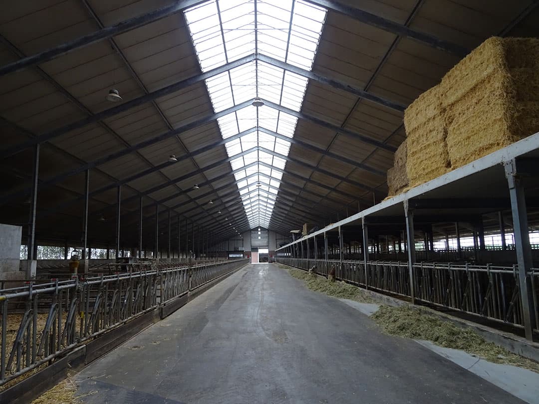 De stal is, zoals gezegd, volledig ingericht op biologisch. Dat geldt ook voor de maatvoering van de boxen. De melkkoeien lopen op een dichte vloer.