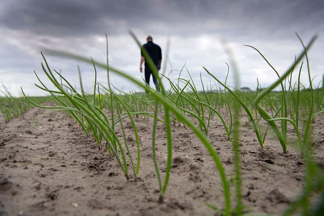 In Vierhuizen (Gr.) selecteert Gerard Zijlma samen met zijn neef en een bedrijfsverzorger een perceel Mondial-pootaardappelen. Het is een mooi egaal gewas en door het bewolkte weer zijn zieke planten goed te zien. Er zit een enkele bonte in, over de hele lengte van het perceel komen ze er maar 1 of 2 tegen. Dat valt tot nu toe erg mee. Maar ze zijn nog maar een paar dagen bezig met selecteren en hebben alle percelen nog niet gezien. Op het andere bedrijf van maatschap Zijlma met zwaardere grond staan de aardappelen nog maar net boven.