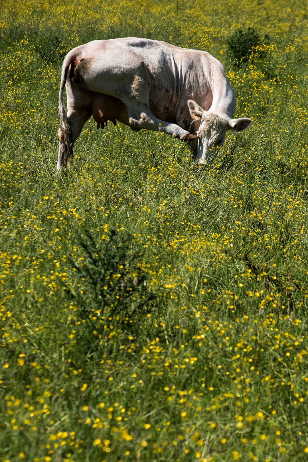 Afgelopen weekend waren de Campina boerderijdagen. Ook deze melkveehouder in Sleidinge, België, stelde zijn bedrijf open, net als verschillende bedrijven in Nederland. - Foto: Twan Wiermans