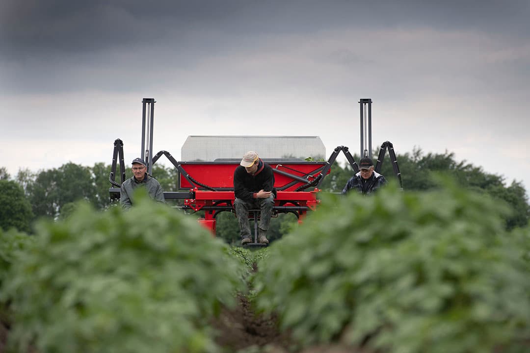 Gerard Zijlma laat in de aardappelrug zien dat er net genoeg regen is gevallen om de aardappelrug mooi vochtig te maken.