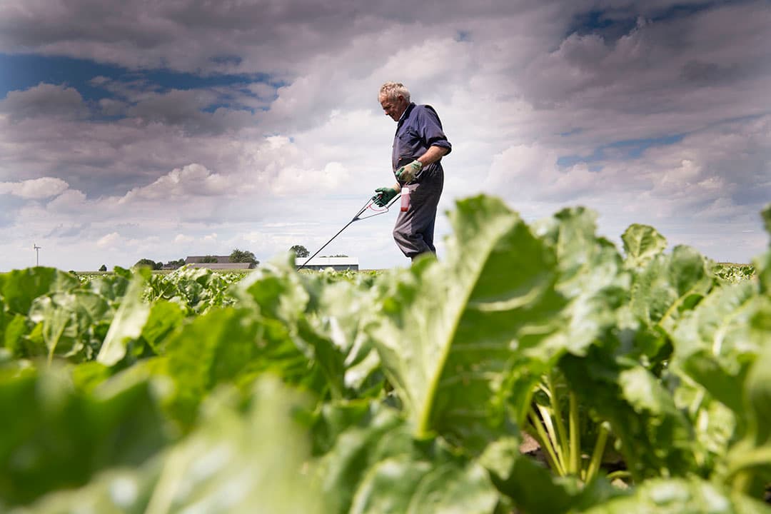 Aardappelopslag is een crime dit jaar", zegt Cees Dijksterhuis in Uithuizermeeden (Gr.). Dijksterhuis loopt deze 6 hectare suikerbieten al voor de derde keer door met de Roundup-stick om aardappelopslag aan te stippen. De 40 millimeter regen die afgelopen week viel was ook wel nodig want het was tot dan toe vrij droog. De onkruidbestrijding is goed geslaagd en de bieten zijn 1 keer tegen luis gespoten. Op het zwaardere gedeelte zat wat vreterij door insecten maar dat heeft volgens Dijksterhuis nauwelijks schade opgeleverd.
