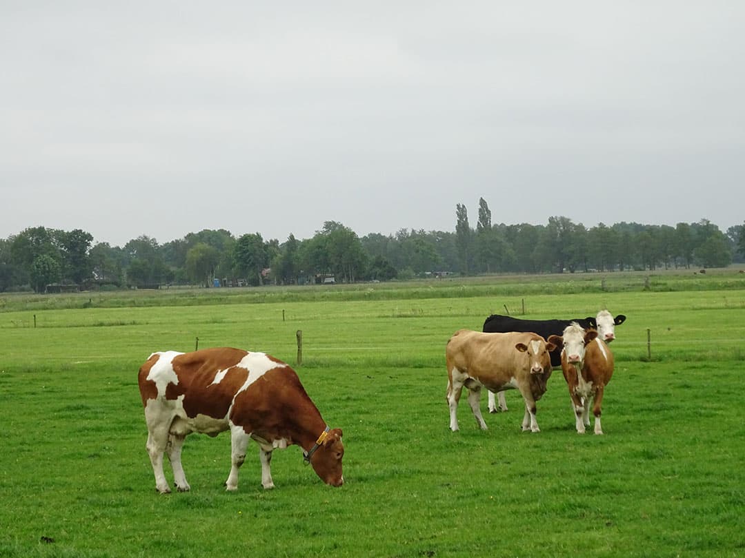 Achter de ligboxenstal bevindt zich een nette loods. Die bestaat voor twee derde uit mestopslag (5.400 kuub per jaar). Het voorste deel biedt ruimte voor jongvee. Die huisvesting is niet optimaal.