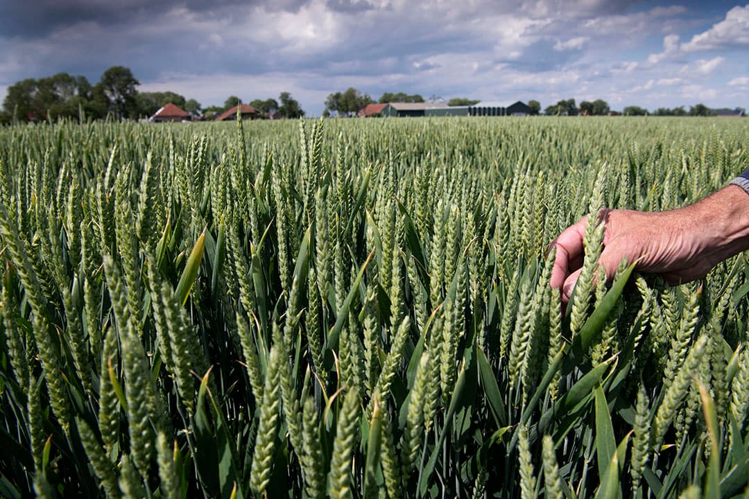 Boate Terpstra in Marrum (Fr.) trekt een pol Colomba-pootaardappelen uit de grond. De ruggen zijn goed vochtig na de 60 millimeter regen die er in de voorgaande week viel. Terpstra is nooit zo vroeg met het poten van aardappelen, omdat in het voorjaar nog veel pootgoed afgeleverd moet worden. Hij constateert dat de later geplante percelen de achterstand snel aan het inlopen zijn. - Foto's: Mark Pasveer