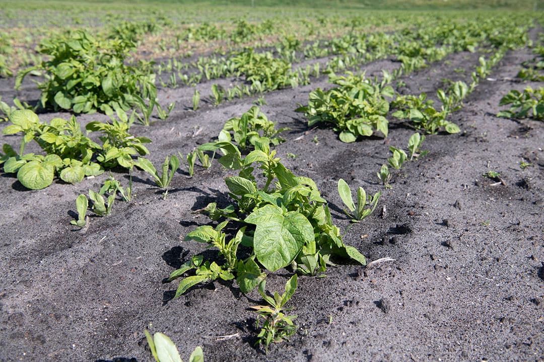 Tom Maathuis in Wildervank (Gr.) schoffelt een perceel suikerbieten. Onkruid staat er nauwelijks in, het gaat vooral om de aardappelopslag. Met name op de lichtere plekken komt er veel naar boven. Maathuis wilde een Roundup-rol inzetten maar het hoogteverschil tussen aardappelen en bieten was te klein.