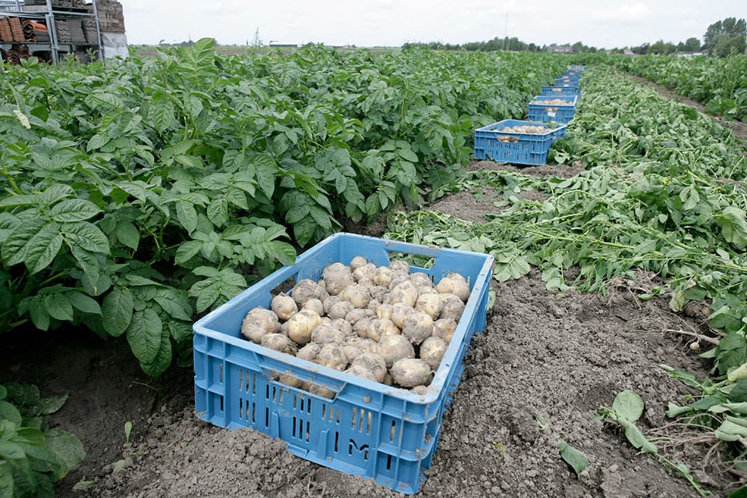 Opperdoezers - Foto: Jan Willem Schouten