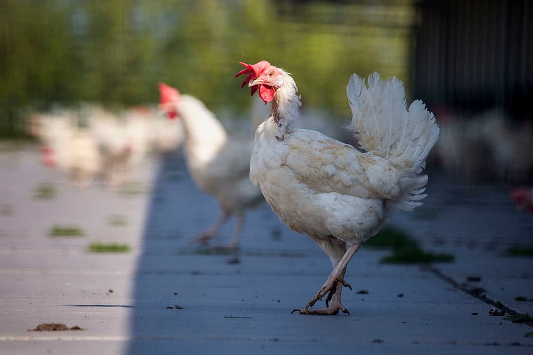 DEN BOMMEL - De kippen van pluimveebedrijf Eibaar mogen weer naar buiten. De ophokplicht van pluimvee vanwege de vogelgriep is niet langer nodig.  ANP ARIE KIEVIT