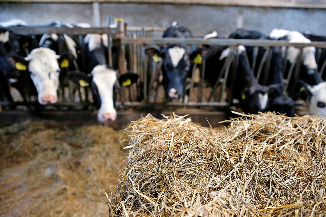 Haaksbergen, Melkveehouder Vedders wint agroscoopbokaalfotografie Hans Prinsen