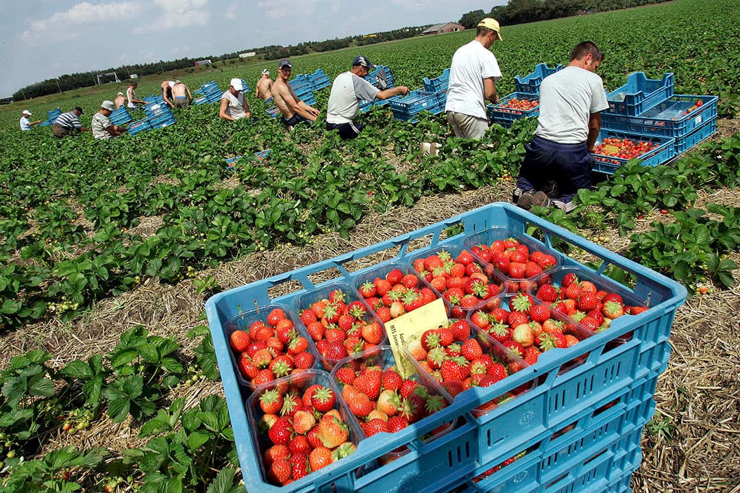 2007-07-19 13:49:53 GALDER - Aardbeien plukken is al lang geen vakantiewerk meer, volgens aardbeienteler Jan Jansen uit het Brabantse Galder (niet zichtbaar). Zo'n 50 Roemeense contractanten plukken donderdag zijn velden leeg in een tropische hitte. Een gedeelte van zijn veld zit onder de gevreesde aaltjes. Een gevolg van de vele regen van de afgelopen weken. ANP PHOTO ED OUDENAARDEN