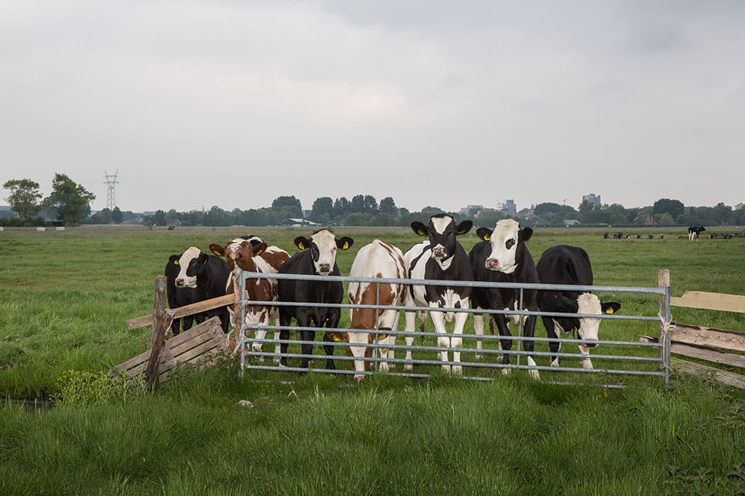 Foto: Peter Roek