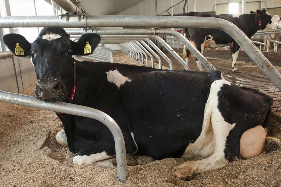 Foto: Koos Groenewold