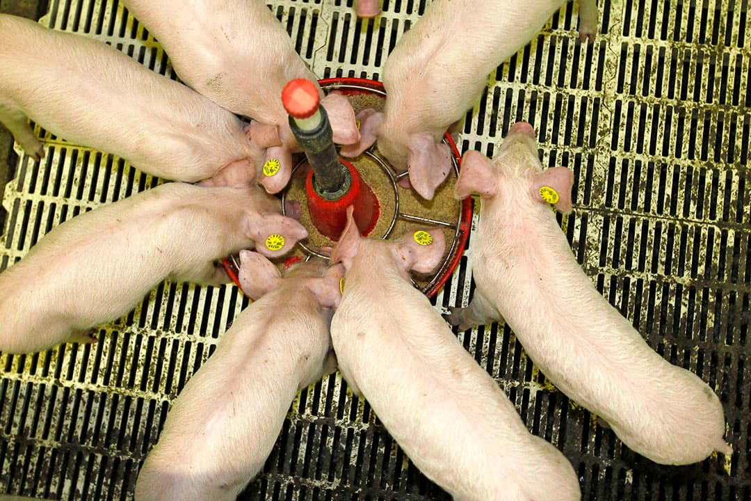 Foto: Bert Jansen
