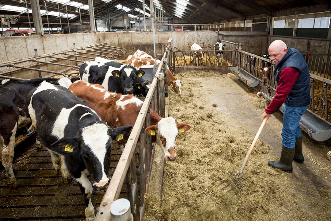 Foto: Koos Groenewold