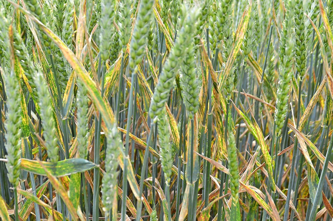 Septoria en gele roest kunnen veel schade aanrichten in tarwe.