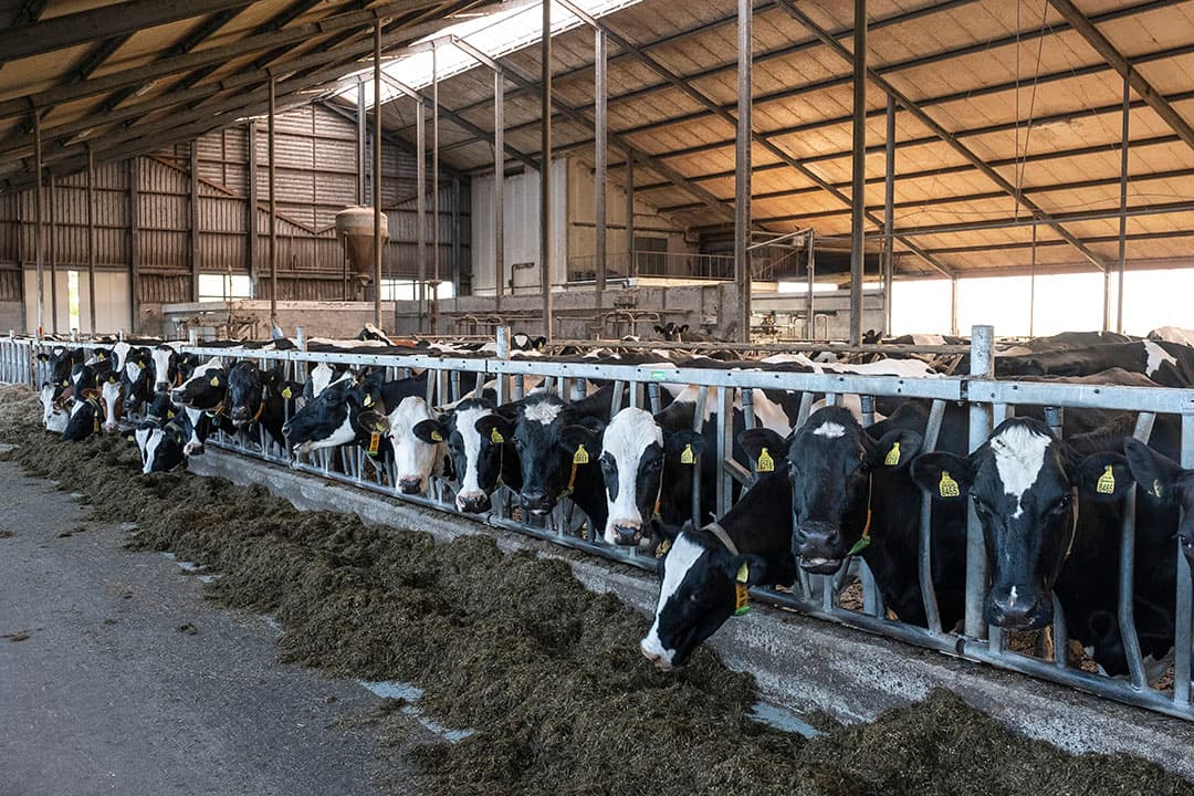 Een groot strohok voor afkalfkoeien geeft overzicht en verbetert het dierenwelzijn.