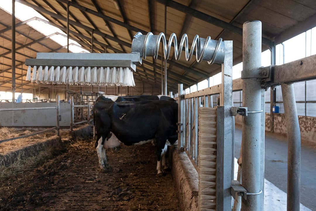 Het melkveebedrijf van familie Giesen ligt in het Nationaal Landschap Middag-Humsterland in Groningen. Het heeft 24 hectare natuurland omdat het gebied zich hiervoor goed leent. - Foto's: Jan Willem van Vliet