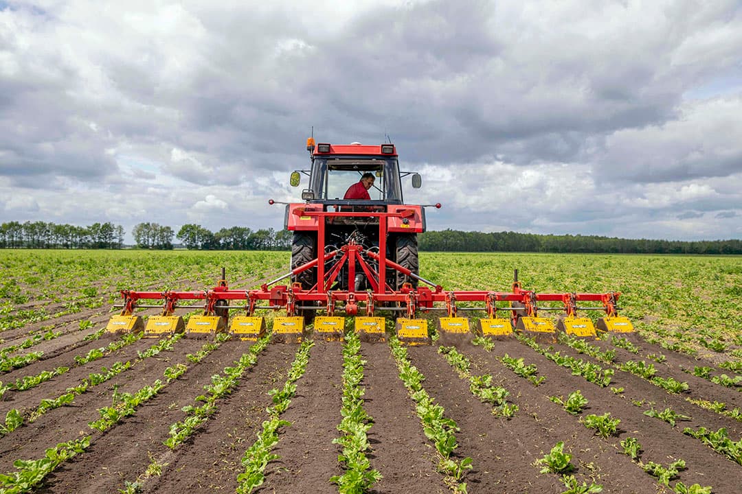 Een voor Nederlandse begrippen unieke oogst bij fruitteler Verwoert uit Lienden: dubbele kersen. De kersen uit de kas worden verkocht in een kersenstalletje. Oorzaak is vermoedelijk het warme voorjaar van 2018. Toen zijn de knoppen voor dit jaar aangemaakt. - Foto: Vidiphoto