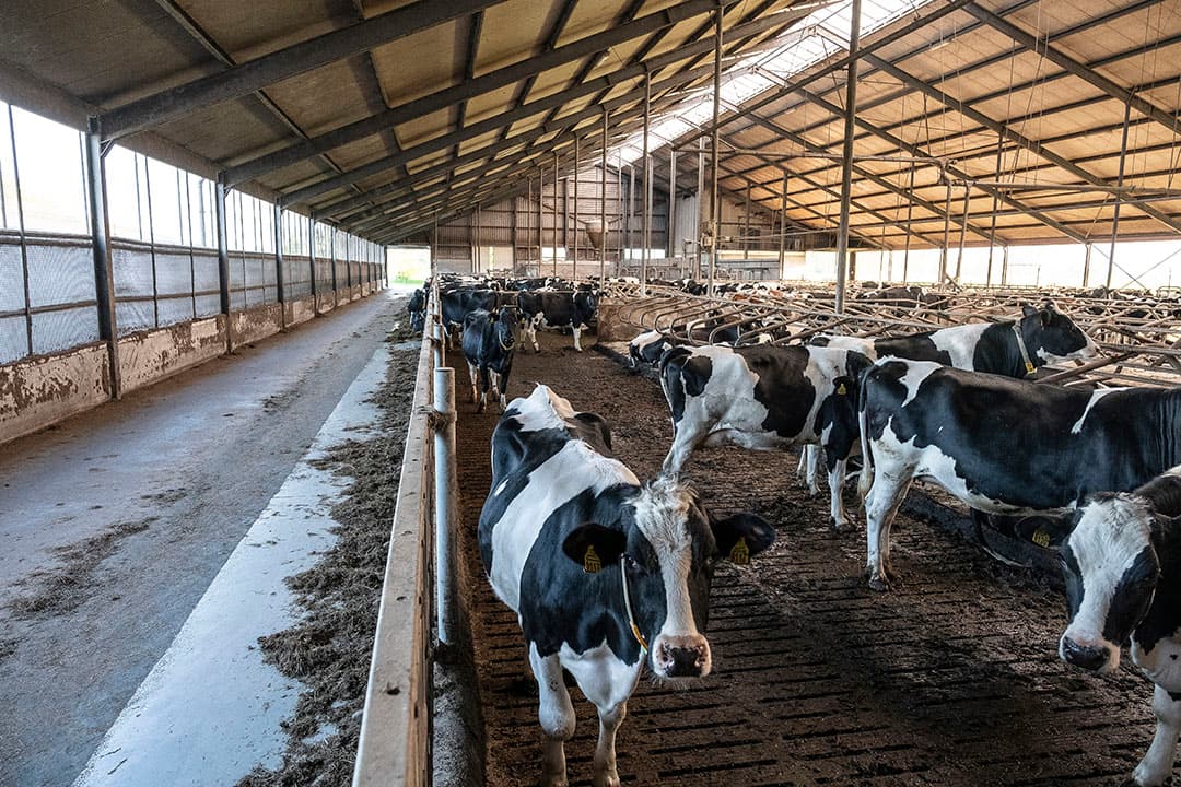 De vennoten houden 170 koeien en 80 stuks jongvee op 103 hectare grasland. De productie is 9.900 kilo melk met 3,58% eiwit en 4,33% vet.