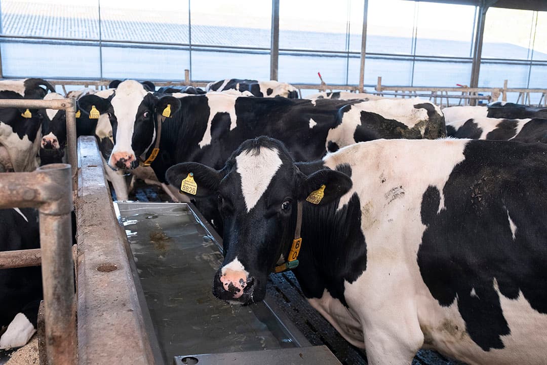 Na het eerste jaar van deelname moet er 1 automatische draaiende koeborstel hangen per 60 koeien. Voor de andere dieren mogen dit vaste borstels zijn.