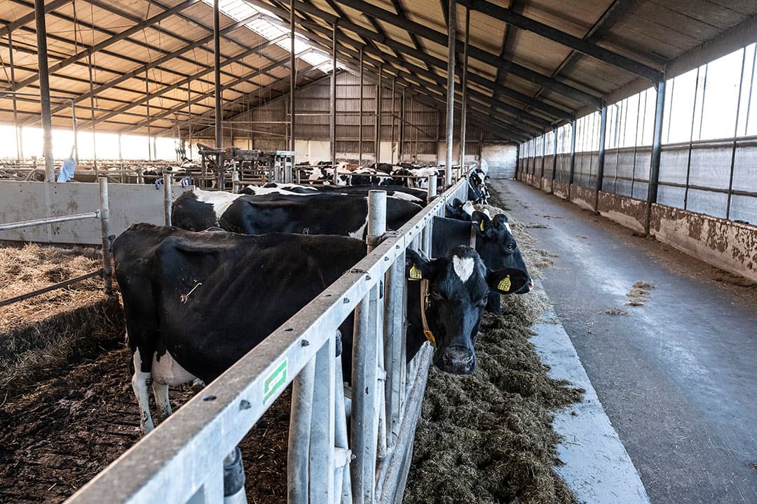 De ligboxenstal uit 2011 voldoet aan de eisen van de Maatlat Duurzame Veehouderij (MDV). De ruimere maatvoering van ligboxen, looppaden en ruimte achter het voerhek zijn ook eisen van het Beter Leven-keurmerk 1 ster van de Dierenbescherming.
