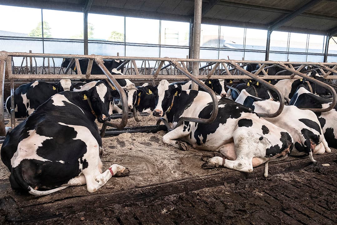 Het Beter Leven-keurmerk 1 ster stelt de eis dat er voldoende drinkplaatsen aanwezig moeten zijn voor melkvee, jongvee en stieren.