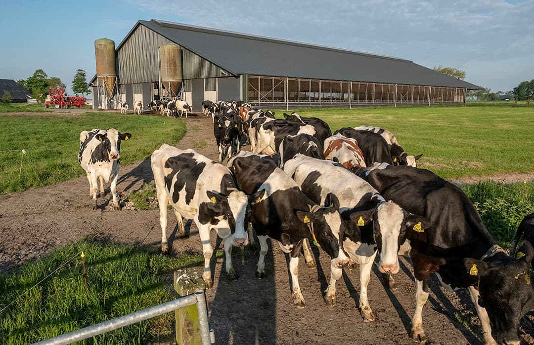 Wat het aantal vreetplaatsen voor melkvee betreft moet 80% van de koeien tegelijk kunnen vreten, bij nieuwbouw of verbouw geldt dat voor 100%.