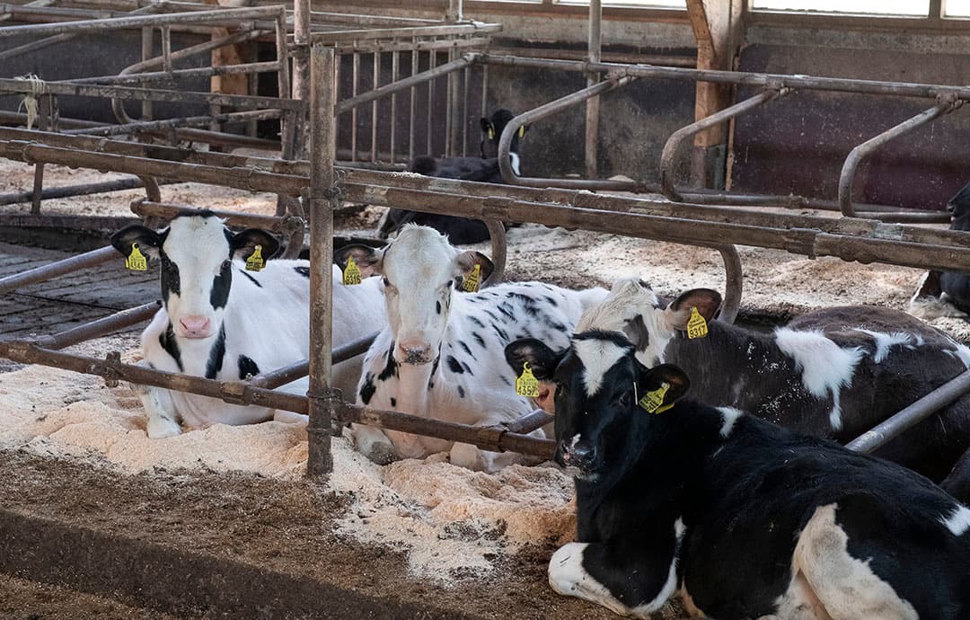 Jasper Giesen laat het effect van verschraling op zijn grasland zien. Het leidt tot kruidenrijk grasland en biodiversiteit. Voor Beter Leven-keurmerk 1 ster geldt dat 5% van de percelen extensief kruidenrijk grasland is.