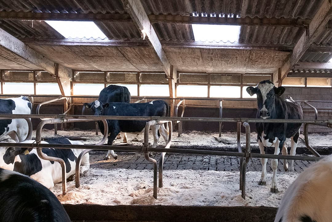 Er zijn 14 nieuwe grotere eenlingboxen aangeschaft, omdat de nuka s op termijn 28 dagen op het bedrijf moeten blijven. Er gelden duidelijke afmetingen voor de huisvesting van jonge kalveren.