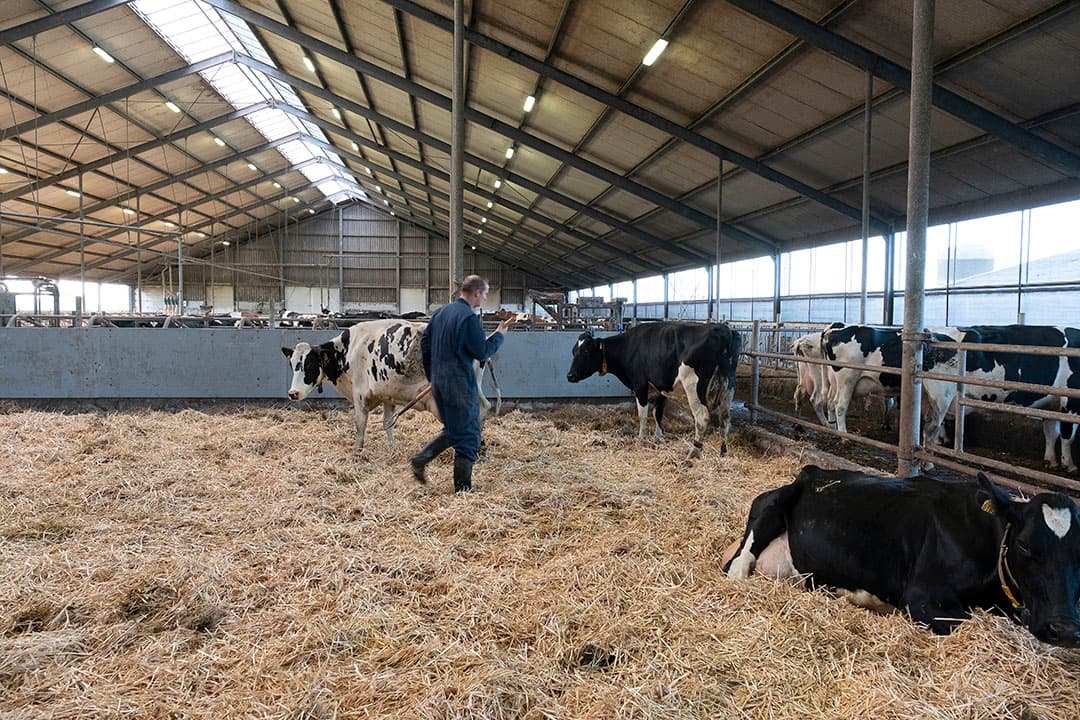 Er zijn grotere ligboxen geïnstalleerd voor het jongvee van 4 tot 12 maanden oud. Daarin hebben de jongste kalveren te veel ruimte hebben, waardoor het schoonhouden van de ligboxen te veel werk is. In overleg met de Dierenbescherming wordt gekeken naar een staffeling per leeftijdscategorie.