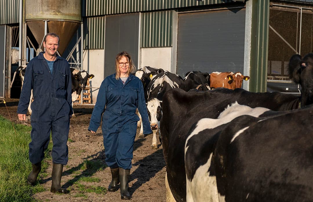 Giesen heeft een groot aandeel natuurland boven de norm van 5% aandeel kruidenrijk grasland, waardoor de eis van maximaal 40% krachtvoer lastig kan zijn om de melkproductie op peil te houden.