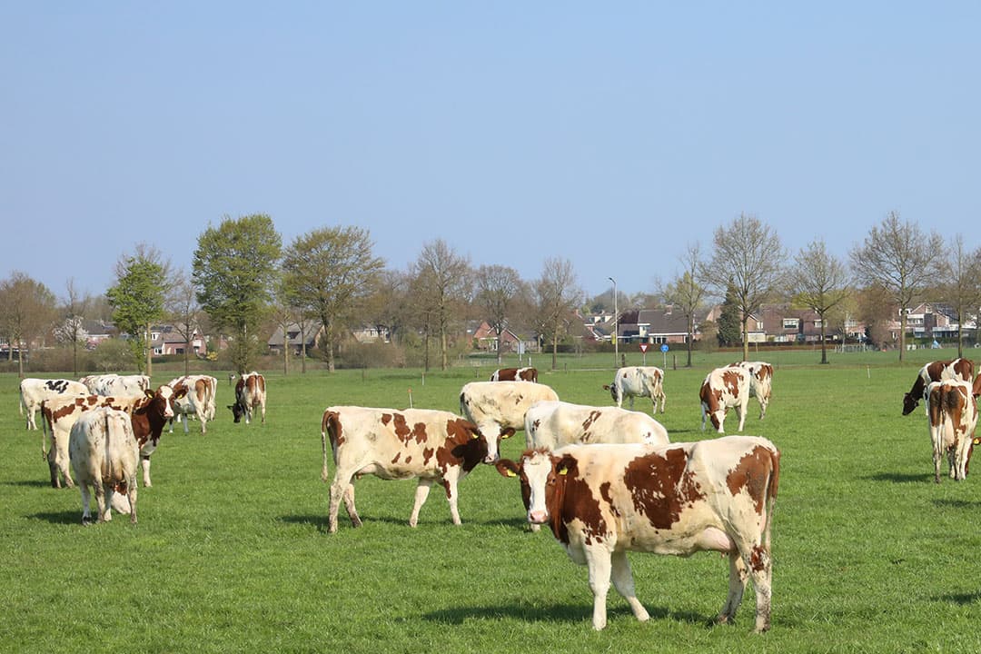 Foto: Henk Riswick