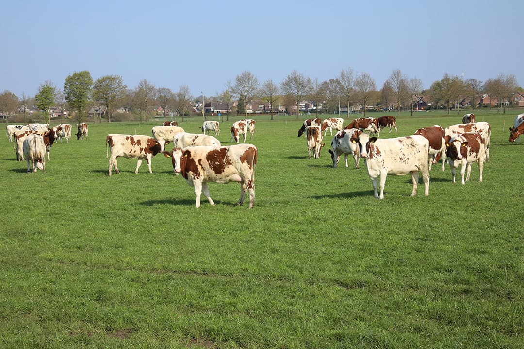 Foto: Henk Riswick