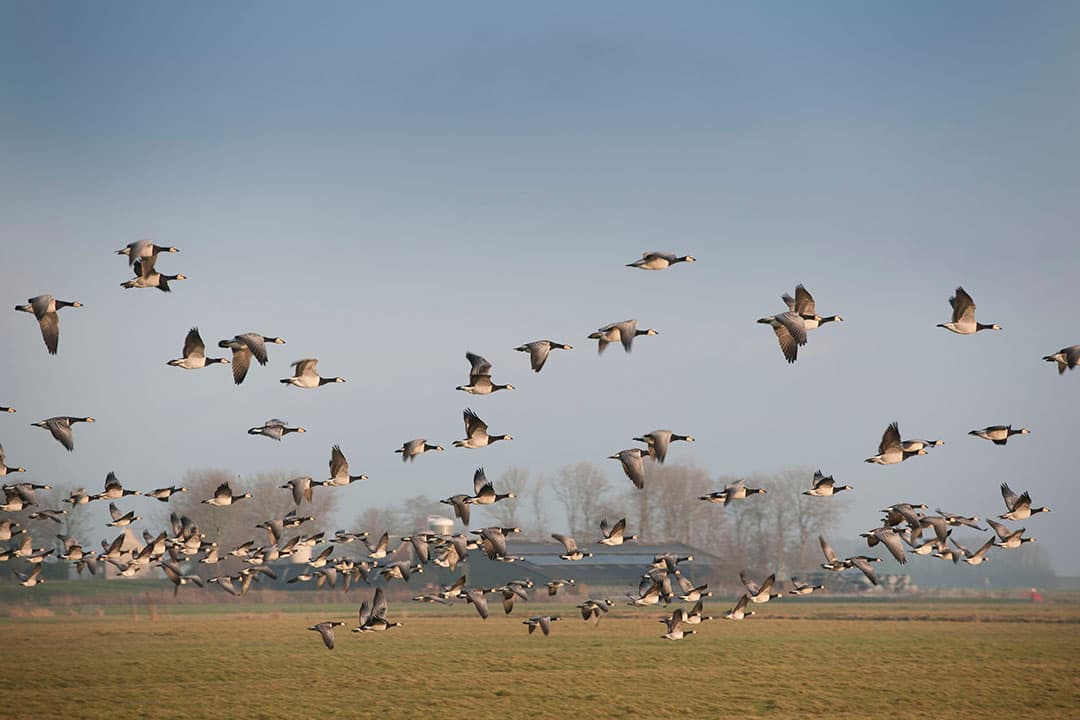 Foto: Mark Pasveer