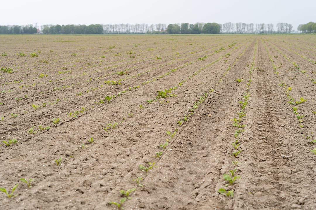 Foto: Jan Willem Schouten