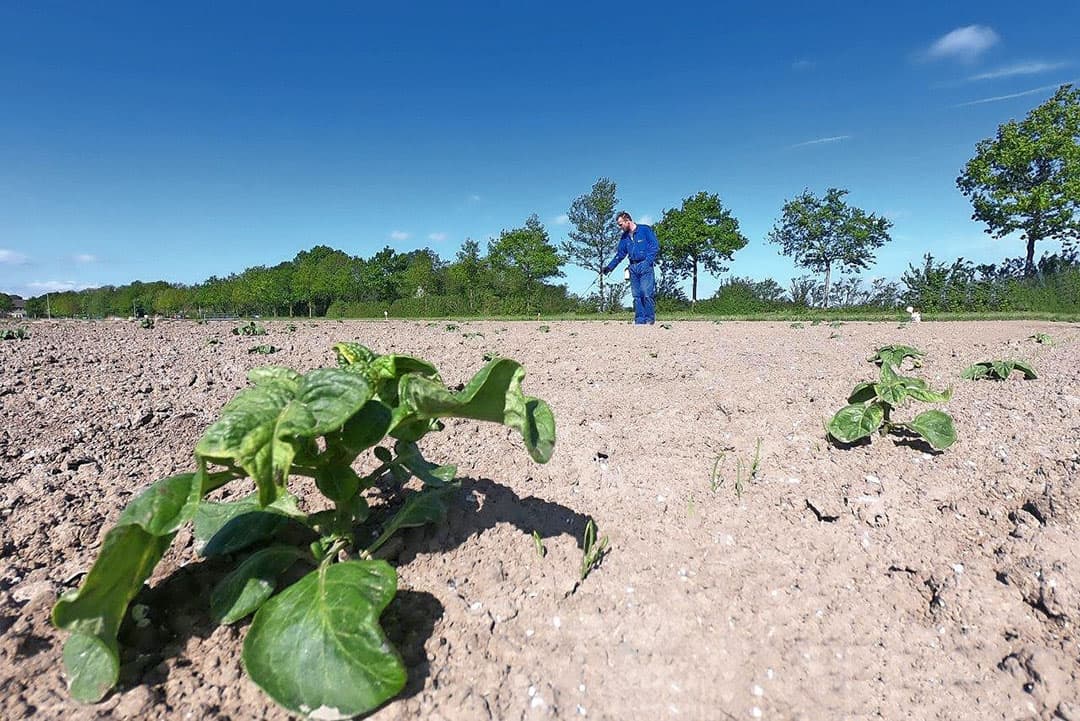 Maarten Burgmans uit Dronten heeft samen met zijn vrouw maatschap Schie Burgmans. Hij laat in zijn suikerbieten aardappelopslag bestrijden met een kappenspuit door Van Steen Loonwerk en Verhuur uit Bant (Fl.).