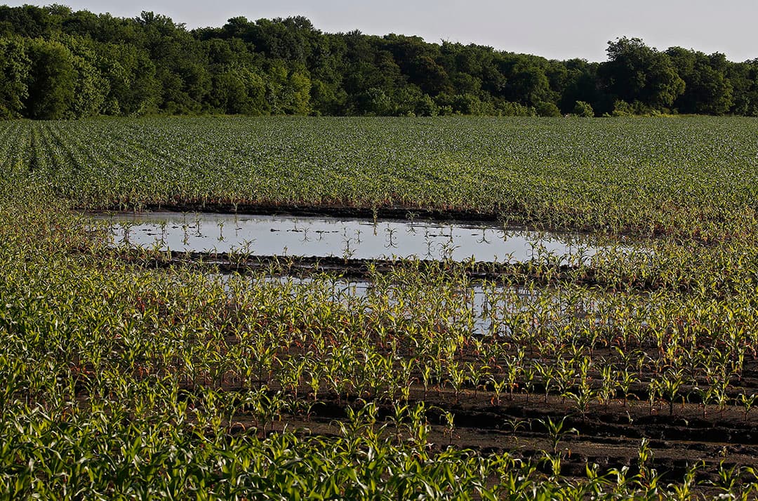 Akkerbouwer Simons en zijn collega Geron uit Mechelen zijn bezig met het poten van de aardappelen. Het ras is Fontane. Links op de foto ligt een oude grenssteen; de ruggen liggen er in een bochtje omheen. - Foto: Twan Wiermans