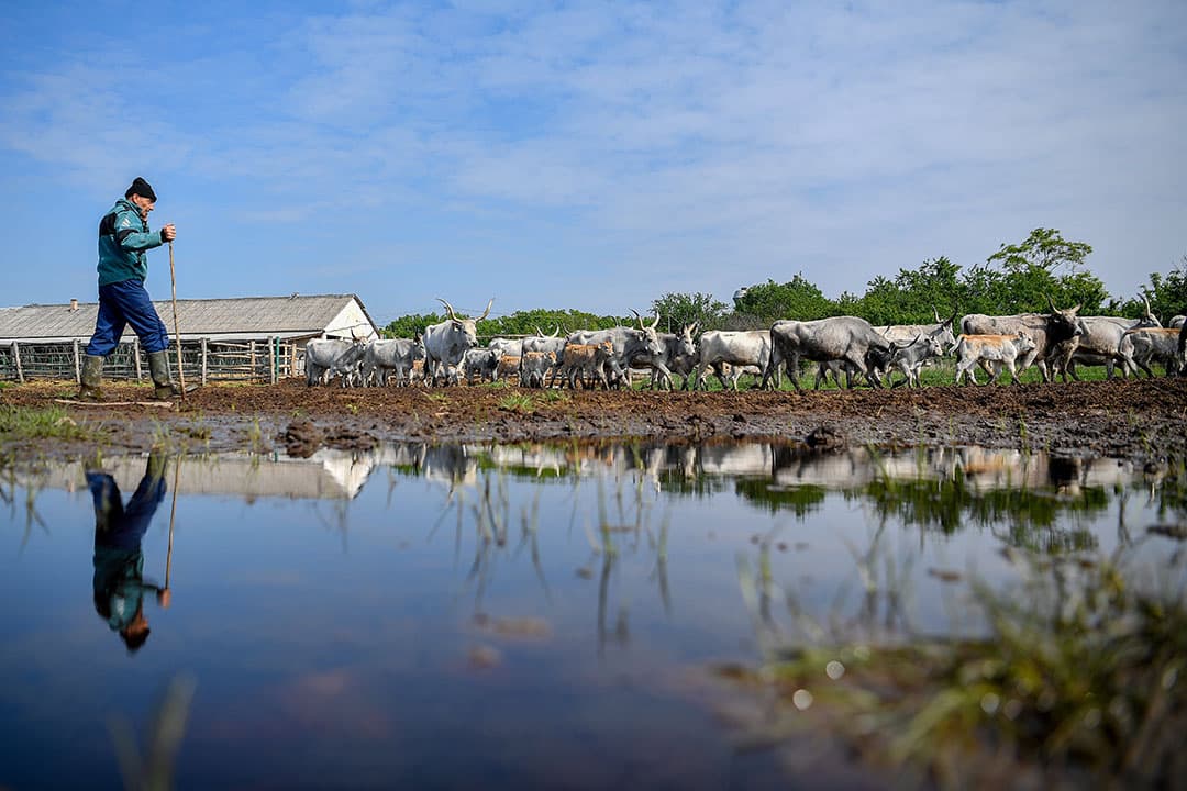 Koeien worden in een kraal gejaagd waar ze kunnen drinken in de Chileense regio Valparaiso ten noorden van de hoofdstad Santiago. De regio heeft net als veel andere gebieden in Zuid- en Midden-Amerika te lijden onder droogte. Sommige delen van Chili kampen al 10 jaar met droogte. Valparaiso is een van de belangrijkste landbouwregio s in het Zuid-Amerikaanse land. - Foto: Reuters