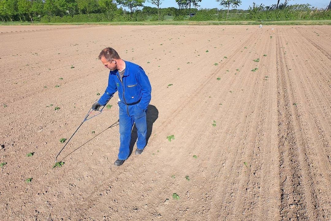 Dit is natuurlijk waar iedere boer voor gaat: weinig werk om het perceel vrij te krijgen van aardappelopslag.
