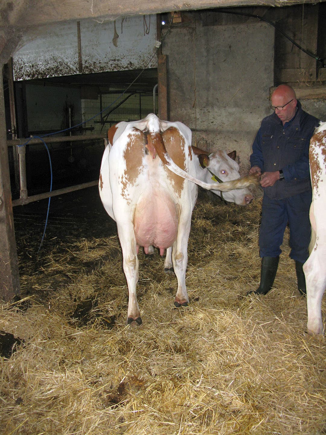 De jonge Poppe Timeless-dochter is flink aan de maat, een degelijke bouw, beste uier en ze loopt zelfverzekerd als een paard. Toch blijkt al snel dat dit jonge dier niet wordt geselecteerd voor de NRM. Zeer goed, maar niet bij de top voor een grote show als de NRM.